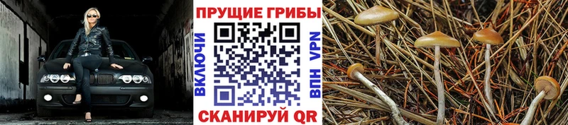 Галлюциногенные грибы Psilocybine cubensis Приволжский